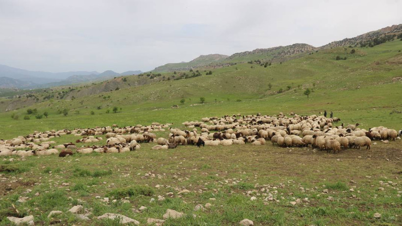 Serin yaylalara göç: Siirtli koçerlerin Herekol eteklerine doğru 'kolektif' yolculuğu - Resim: 6